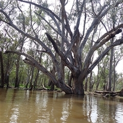 Eucalyptus (genus) (A Gum Tree) at Waugorah, NSW - 26 Nov 2021 by MB