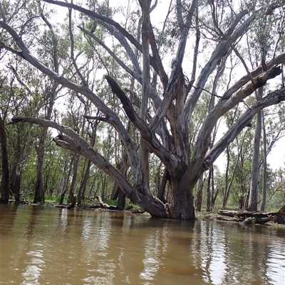 Eucalyptus (genus) (A Gum Tree) at Waugorah, NSW - 26 Nov 2021 by MB