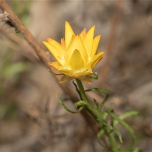 Xerochrysum viscosum at Lawson, ACT - 11 Nov 2024