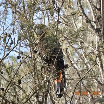 Calyptorhynchus lathami lathami (Glossy Black-Cockatoo) at Bundanoon, NSW - 9 Jun 2020 by GlossyGal