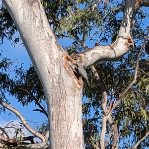 Callocephalon fimbriatum at Griffith, ACT - 16 Nov 2024