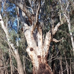 Eucalyptus sp. (A Gum Tree) at Waugorah, NSW - 26 Nov 2021 by MB