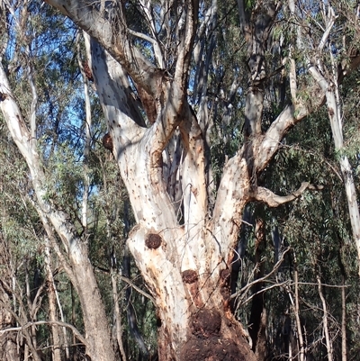 Eucalyptus (genus) (A Gum Tree) at Waugorah, NSW - 27 Nov 2021 by MB