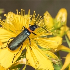 Chauliognathus lugubris (Plague Soldier Beetle) at Lawson, ACT - 11 Nov 2024 by AlisonMilton