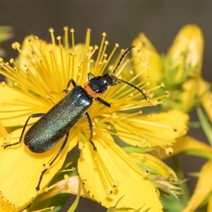 Chauliognathus lugubris at Lawson, ACT - 11 Nov 2024