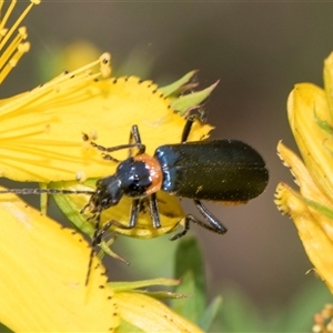 Chauliognathus lugubris at Lawson, ACT - 11 Nov 2024