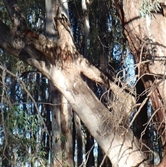 Eucalyptus (genus) (A Gum Tree) at Waugorah, NSW - 27 Nov 2021 by MB