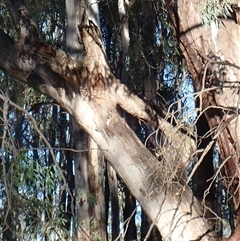 Eucalyptus sp. (A Gum Tree) at Waugorah, NSW - 26 Nov 2021 by MB