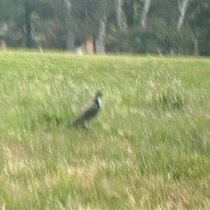 Vanellus miles at Holt, ACT - 16 Nov 2024 07:55 AM