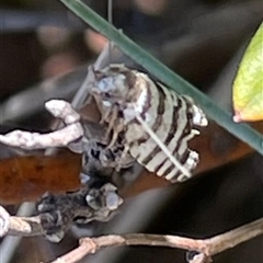 Technitis amoenana (A tortrix or leafroller moth) at Cotter River, ACT - 30 Dec 2023 by WindyHen