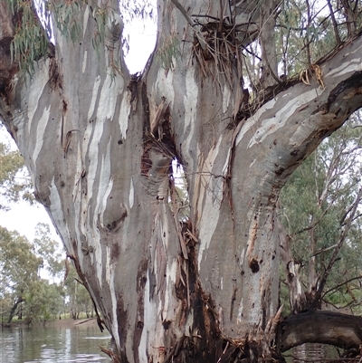 Eucalyptus (genus) (A Gum Tree) at Balranald, NSW - 21 Sep 2022 by MB