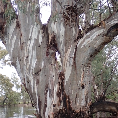 Eucalyptus sp. (A Gum Tree) at Balranald, NSW - 21 Sep 2022 by MB