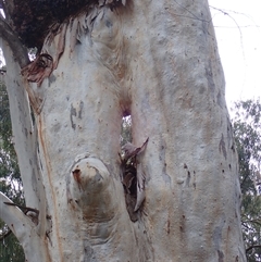 Eucalyptus sp. (A Gum Tree) at Balranald, NSW - 20 Sep 2022 by MB