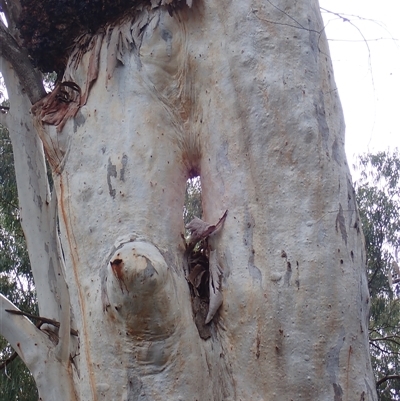 Eucalyptus (genus) (A Gum Tree) at Balranald, NSW - 20 Sep 2022 by MB