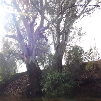 Eucalyptus (genus) (A Gum Tree) at Balranald, NSW - 21 Sep 2022 by MB
