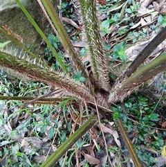 Cyathea cooperi (Straw Treefern) at Austinmer, NSW - 15 Nov 2024 by plants