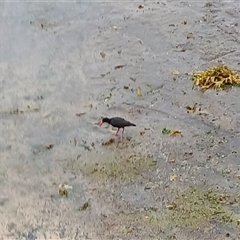 Haematopus fuliginosus (Sooty Oystercatcher) at Wollongong, NSW - 14 Nov 2024 by plants