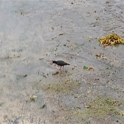 Haematopus fuliginosus (Sooty Oystercatcher) at Wollongong, NSW - 14 Nov 2024 by plants