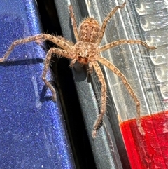 Isopeda canberrana (Canberra Huntsman Spider) at Aranda, ACT - 15 Nov 2024 by Jubeyjubes