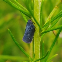 Anzora unicolor (Grey Planthopper) at Anembo, NSW - 15 Nov 2024 by Csteele4