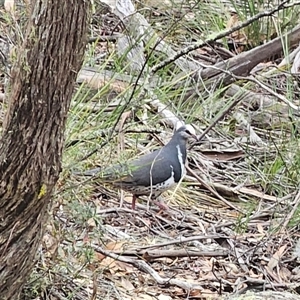 Leucosarcia melanoleuca at Jingera, NSW - 14 Nov 2024