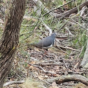 Leucosarcia melanoleuca at Jingera, NSW - 14 Nov 2024