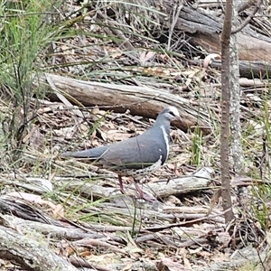 Leucosarcia melanoleuca at Jingera, NSW - 14 Nov 2024