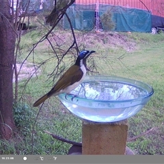 Entomyzon cyanotis (Blue-faced Honeyeater) at Shark Creek, NSW - 14 Nov 2024 by Topwood