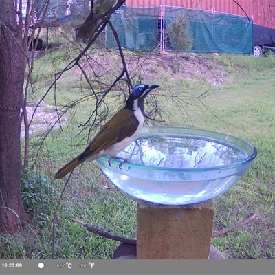 Entomyzon cyanotis (Blue-faced Honeyeater) at Shark Creek, NSW - 14 Nov 2024 by Topwood