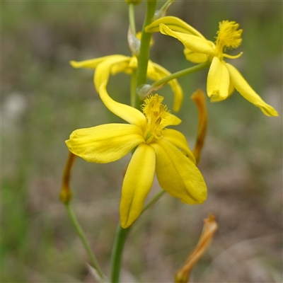 Bulbine bulbosa (Golden Lily, Bulbine Lily) at Dalton, NSW - 23 Oct 2024 by RobG1