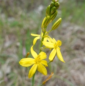 Bulbine bulbosa at Dalton, NSW - 23 Oct 2024 11:06 AM