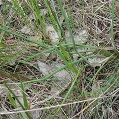 Bulbine bulbosa at Dalton, NSW - 23 Oct 2024 11:06 AM