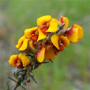 Dillwynia sericea at Dalton, NSW - 23 Oct 2024 11:07 AM