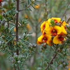 Dillwynia sericea at Dalton, NSW - 23 Oct 2024 11:07 AM