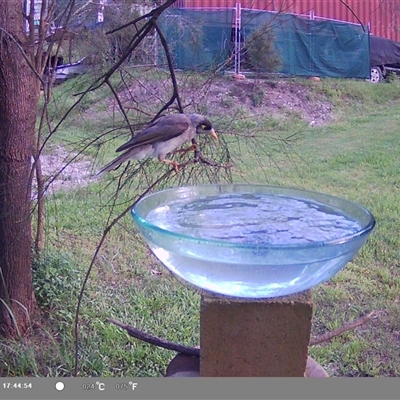 Manorina melanocephala (Noisy Miner) at Shark Creek, NSW - 15 Nov 2024 by Topwood