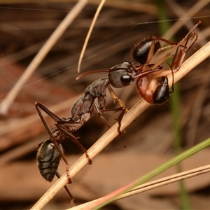 Myrmecia pyriformis at Yarralumla, ACT - 15 Nov 2024