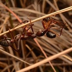 Myrmecia pyriformis at Yarralumla, ACT - 15 Nov 2024