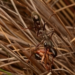 Myrmecia pyriformis at Yarralumla, ACT - 15 Nov 2024