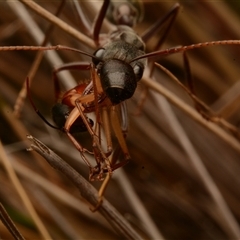 Myrmecia pyriformis at Yarralumla, ACT - 15 Nov 2024