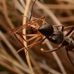 Myrmecia pyriformis at Yarralumla, ACT - 15 Nov 2024