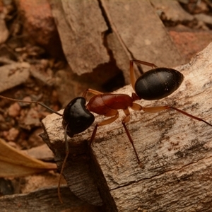 Camponotus nigriceps at Acton, ACT - 15 Nov 2024