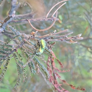 Diphucephala elegans at Bungendore, NSW - 15 Nov 2024