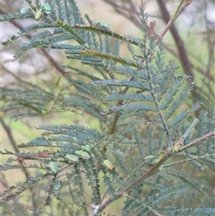 Diphucephala elegans at Bungendore, NSW - 15 Nov 2024