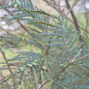 Diphucephala elegans at Bungendore, NSW - 15 Nov 2024