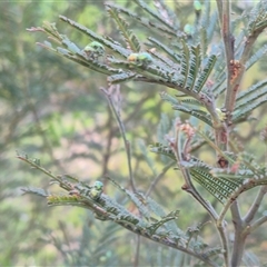 Diphucephala elegans at Bungendore, NSW - 15 Nov 2024