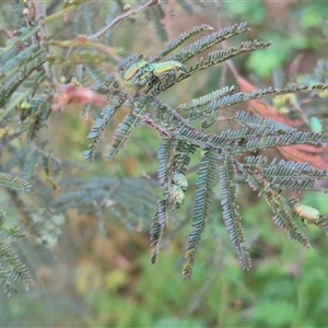 Diphucephala elegans at Bungendore, NSW - 15 Nov 2024