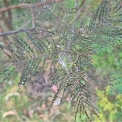 Diphucephala elegans at Bungendore, NSW - 15 Nov 2024