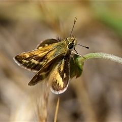 Taractrocera papyria (White-banded Grass-dart) at Hawker, ACT - 15 Nov 2024 by Thurstan