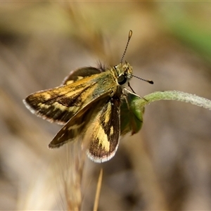 Taractrocera papyria at Hawker, ACT - 16 Nov 2024