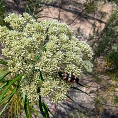 Castiarina sexplagiata (Jewel beetle) at Denman Prospect, ACT - 15 Nov 2024 by stofbrew